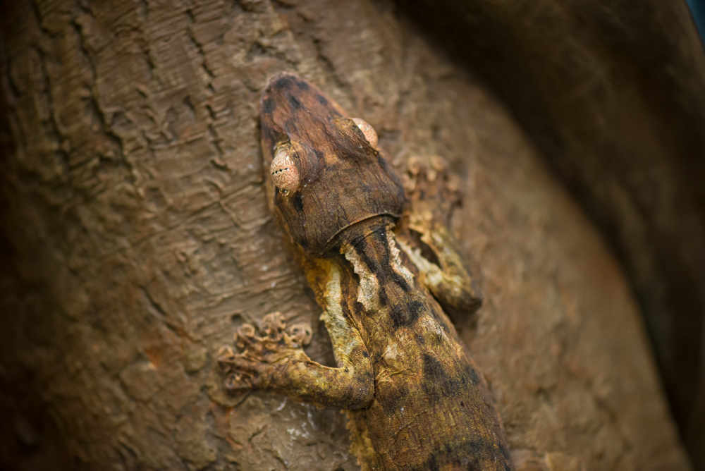 Henkel's leaf-tailed gecko | Oregon Zoo